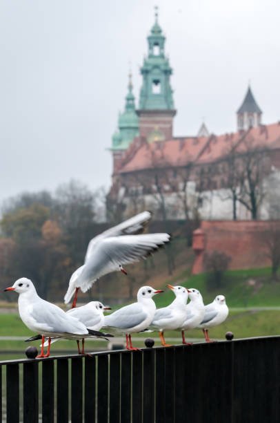Poland – Wawel Castle Krakow